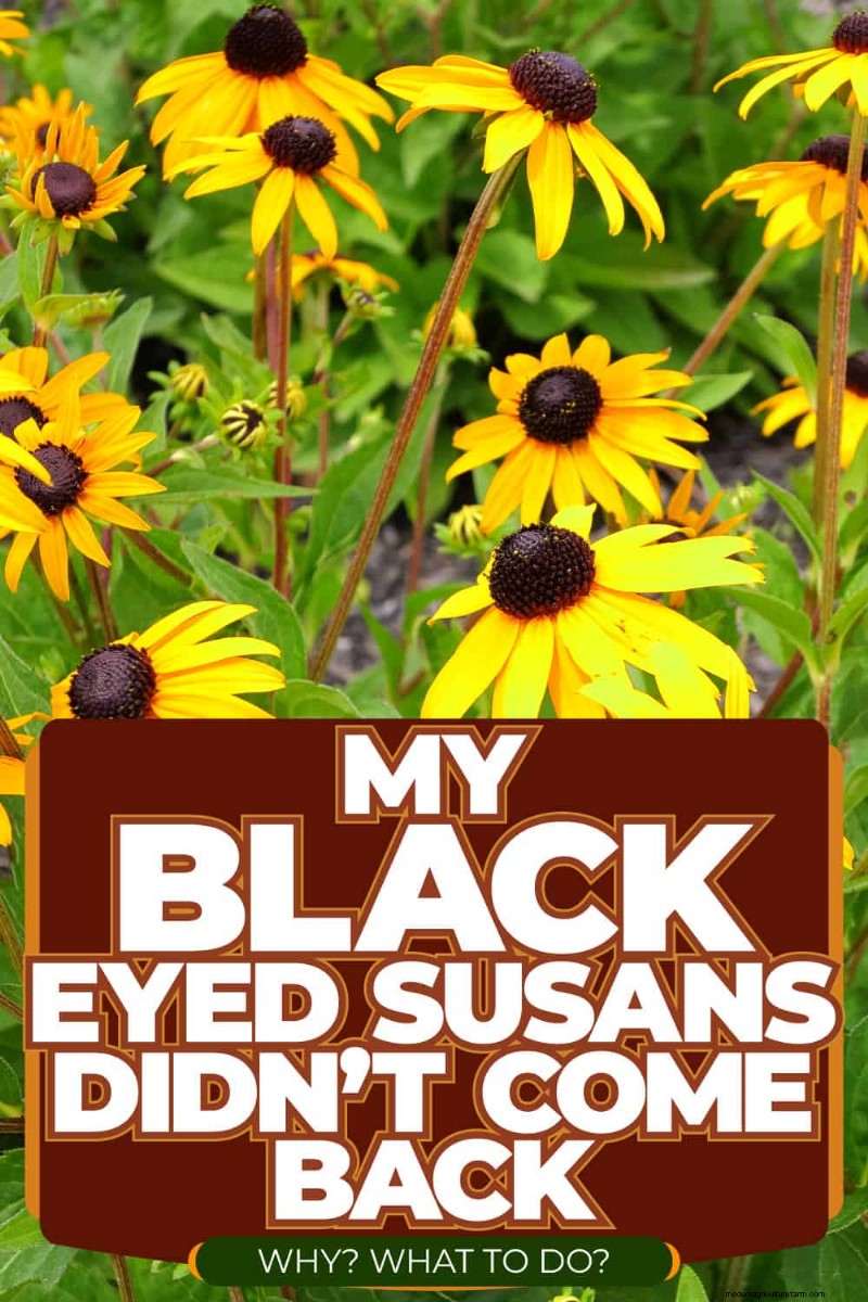 Black-Eyed Susan-problemen:waarom zijn ze verdwenen? - Probleemoplossing en oplossingen 