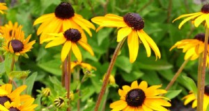 Black-Eyed Susan-problemen:waarom zijn ze verdwenen? - Probleemoplossing en oplossingen 