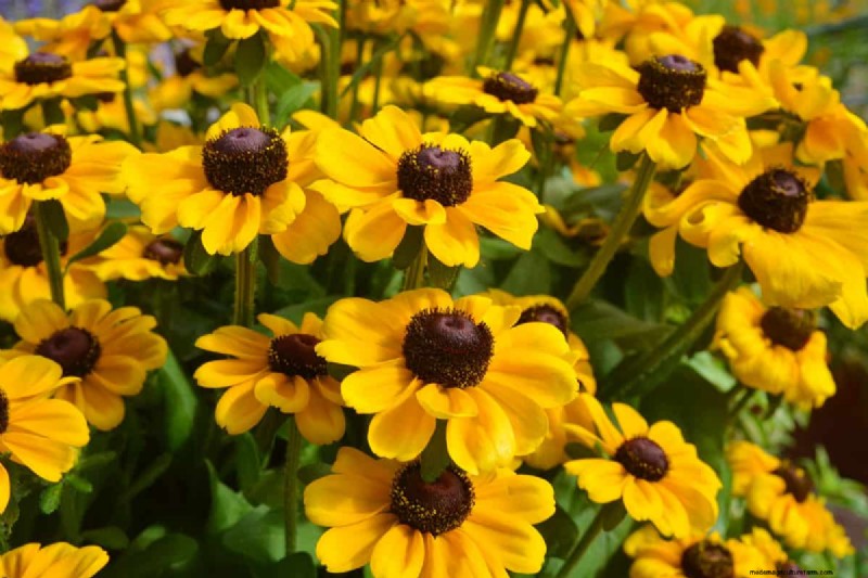 Black-Eyed Susan-problemen:waarom zijn ze verdwenen? - Probleemoplossing en oplossingen 