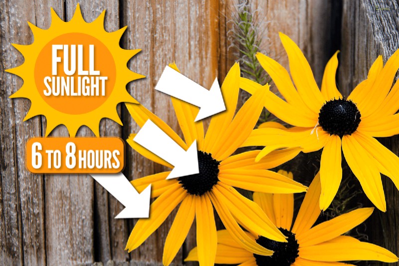 Black-Eyed Susan-problemen:waarom zijn ze verdwenen? - Probleemoplossing en oplossingen 