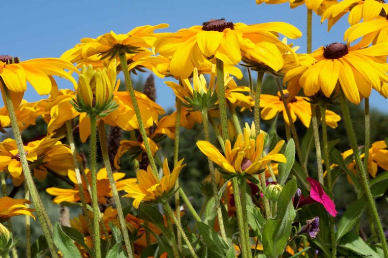 Black-Eyed Susan-problemen:waarom zijn ze verdwenen? - Probleemoplossing en oplossingen 