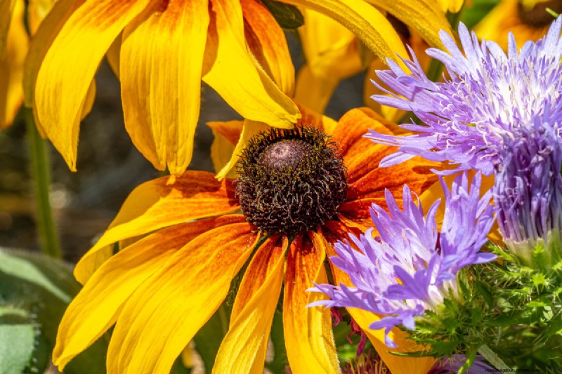 Black-Eyed Susan-problemen:waarom zijn ze verdwenen? - Probleemoplossing en oplossingen 