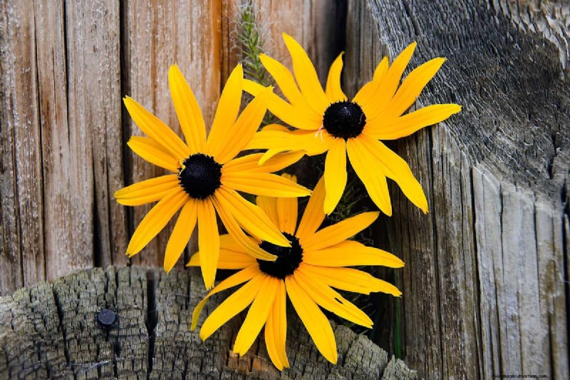 Black-Eyed Susan-problemen:waarom zijn ze verdwenen? - Probleemoplossing en oplossingen 