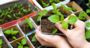 Karton in biologisch tuinieren:voordelen, veiligheid en instructies 