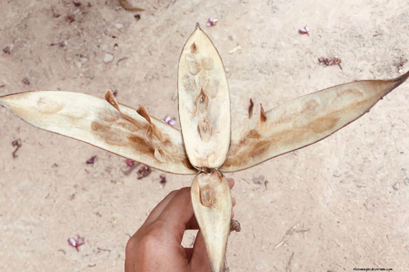 Plumeria-zaaddozen:een complete gids voor oogsten en groeien 