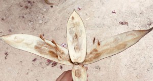 Plumeria-zaaddozen:een complete gids voor oogsten en groeien 