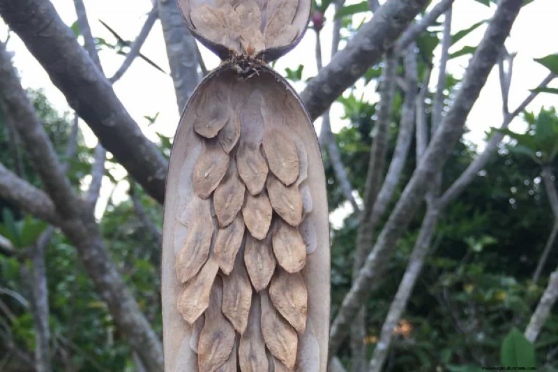 Plumeria-zaaddozen:een complete gids voor oogsten en groeien 