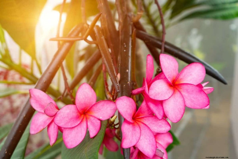 Plumeria-zaaddozen:een complete gids voor oogsten en groeien 