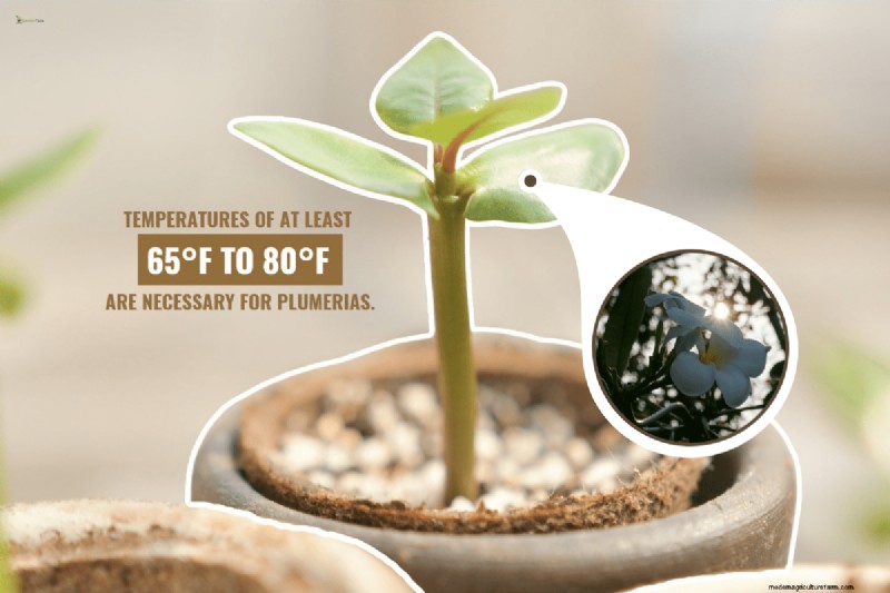 Plumeria-zaaddozen:een complete gids voor oogsten en groeien 