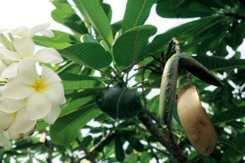 Plumeria-zaaddozen:een complete gids voor oogsten en groeien 