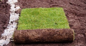 Doorzaaien van nieuwe graszoden:voordelen en timing - Gids voor gazononderhoud 