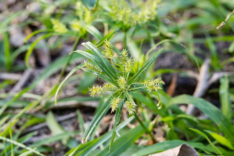 Roundup versus Nutsedge:doodt Roundup dit onkruid effectief? 