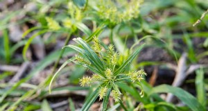 Roundup versus Nutsedge:doodt Roundup dit onkruid effectief? 