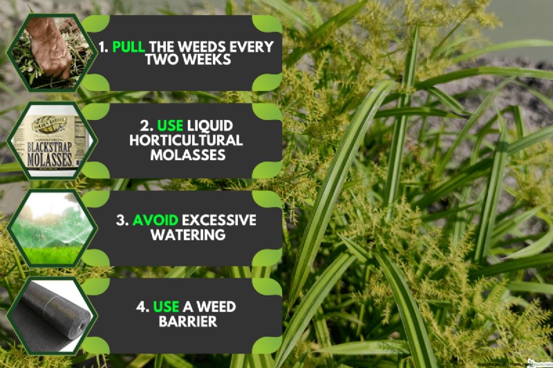 Roundup versus Nutsedge:doodt Roundup dit onkruid effectief? 