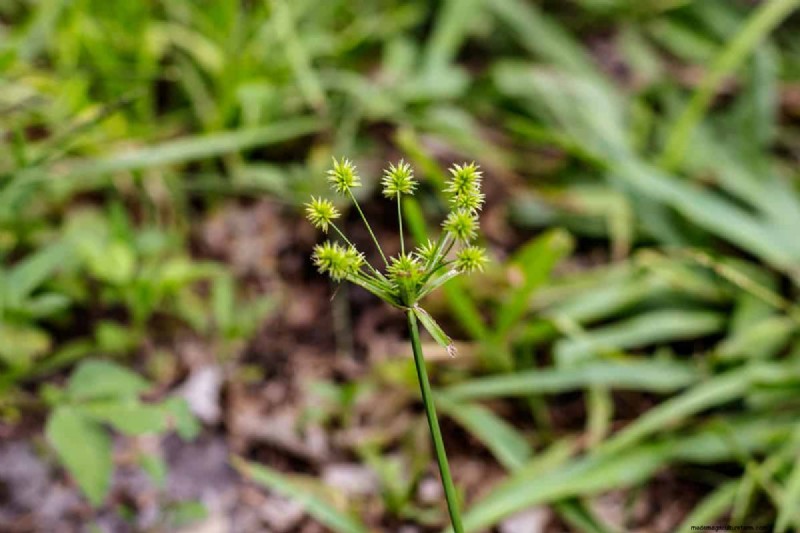 Roundup versus Nutsedge:doodt Roundup dit onkruid effectief? 