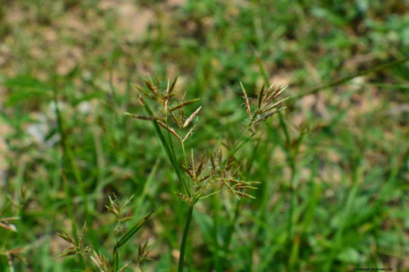 Roundup versus Nutsedge:doodt Roundup dit onkruid effectief? 