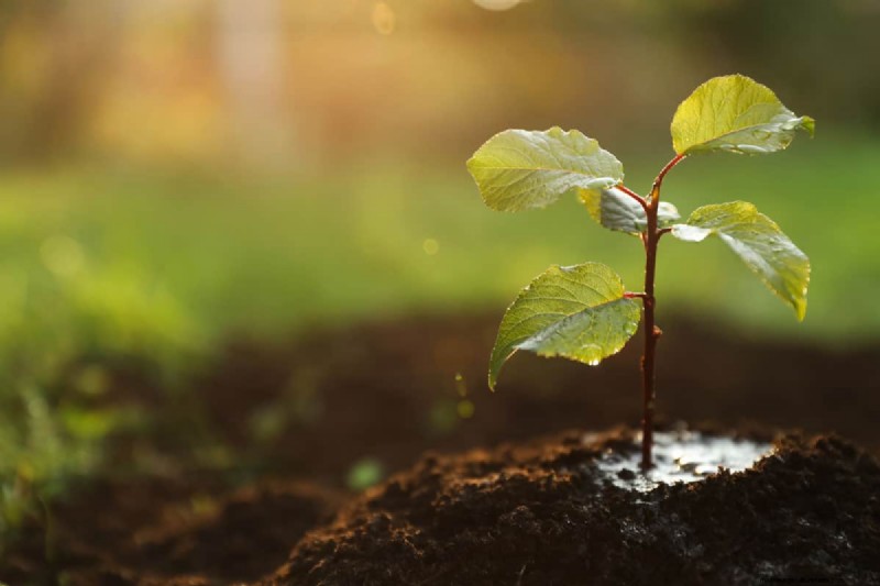 Doorweekte versus vochtige grond:het verschil voor gezonde planten begrijpen 