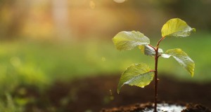Doorweekte versus vochtige grond:het verschil voor gezonde planten begrijpen 