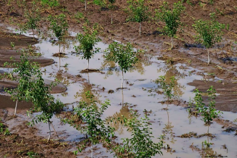 Doorweekte versus vochtige grond:het verschil voor gezonde planten begrijpen 