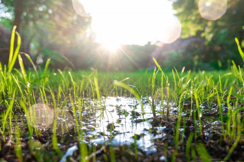 Doorweekte versus vochtige grond:het verschil voor gezonde planten begrijpen 