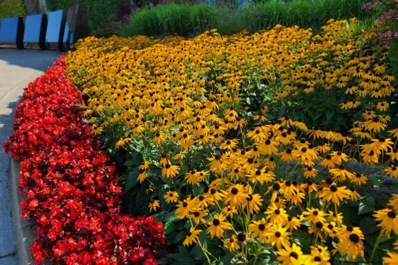 Black-Eyed Susan:is het invasief? | Tuinieren weet hoe 