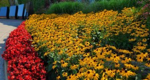 Black-Eyed Susan:Is It Invasive? | Garten-Know-how 