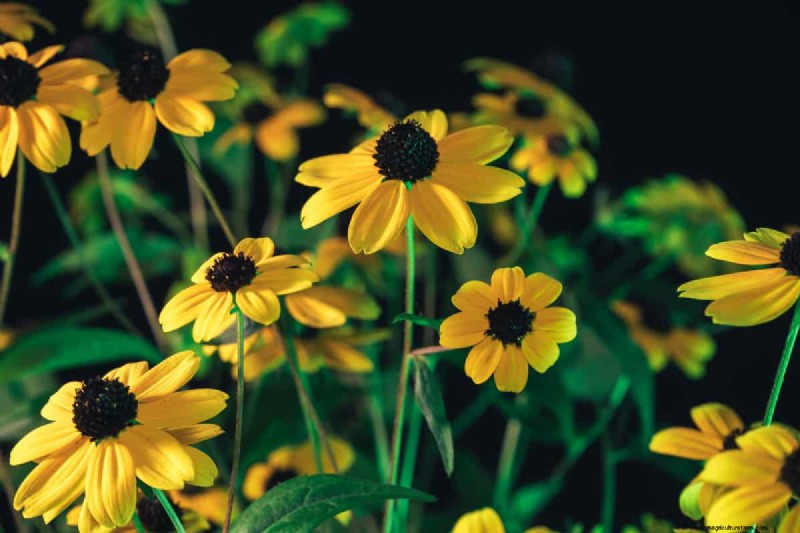 Black-Eyed Susan:is het invasief? | Tuinieren weet hoe 