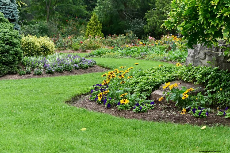 Black-Eyed Susan:is het invasief? | Tuinieren weet hoe 