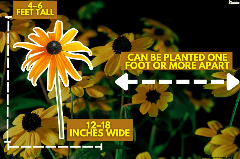 Black-Eyed Susan:is het invasief? | Tuinieren weet hoe 