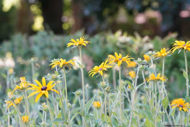 Black-Eyed Susan:is het invasief? | Tuinieren weet hoe 