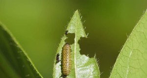 ガマズミハムシ:宿主植物と範囲 - 他の植物を攻撃しますか? 