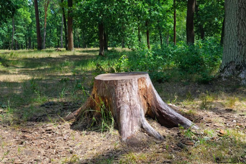 Effektive Methoden zum Entfernen von Baumstümpfen ohne Graben 