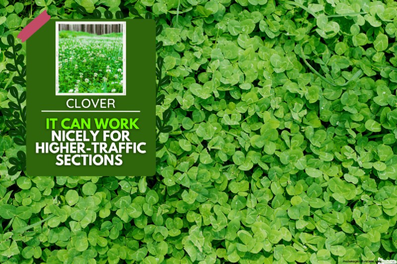 交通量の多い芝生用の Clover:利点と考慮事項 