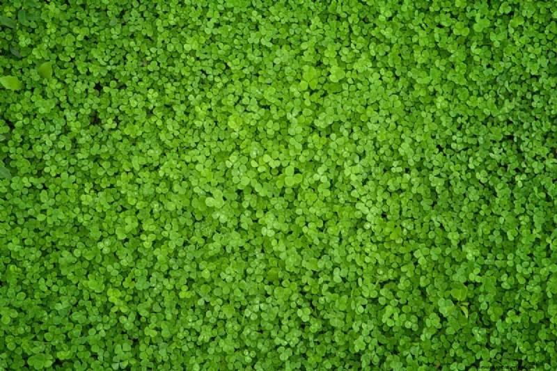 交通量の多い芝生用の Clover:利点と考慮事項 