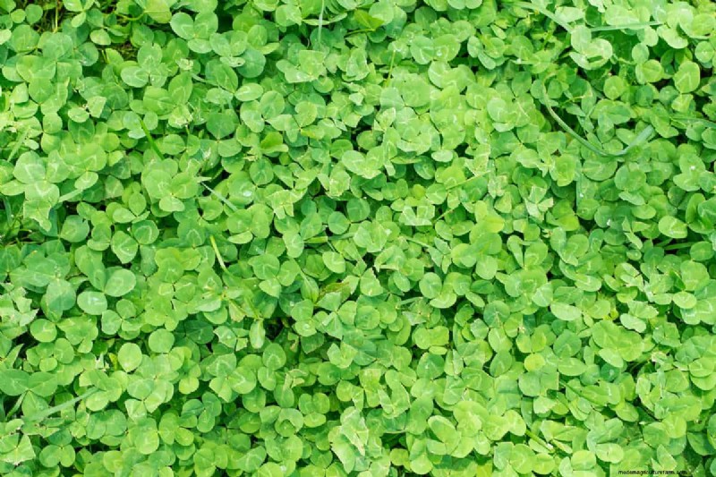 交通量の多い芝生用の Clover:利点と考慮事項 