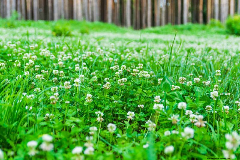 交通量の多い芝生用の Clover:利点と考慮事項 