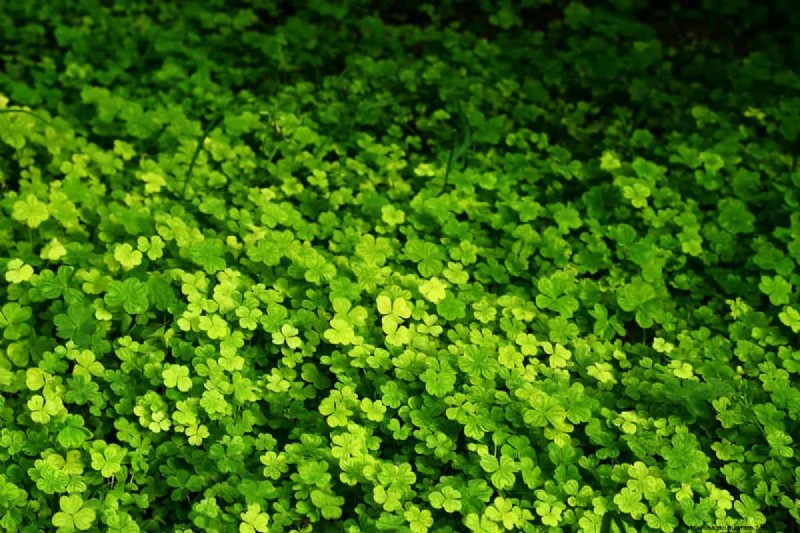 交通量の多い芝生用の Clover:利点と考慮事項 
