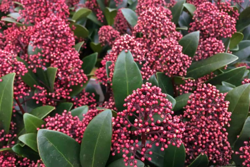 Skimmia-Beschneidung:Eine vollständige Anleitung zum Formen und Pflegen Ihres Strauchs 