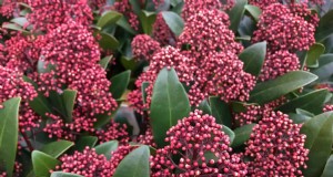 Skimmia-Beschneidung:Eine vollständige Anleitung zum Formen und Pflegen Ihres Strauchs 