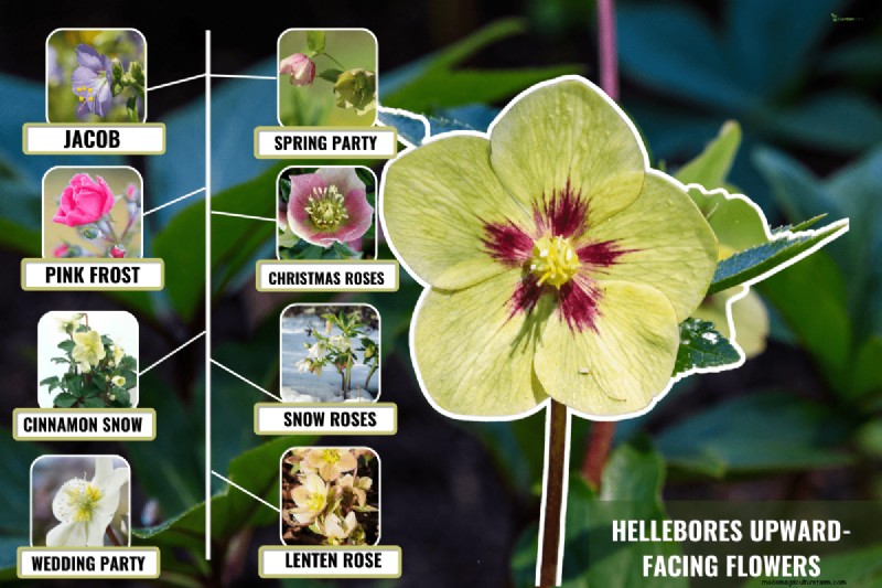 Rechtopstaande Helleborus-variëteiten:een gids voor winterbloei 
