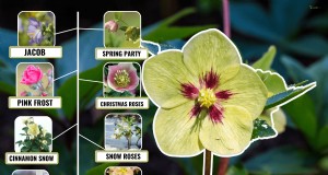 Rechtopstaande Helleborus-variëteiten:een gids voor winterbloei 