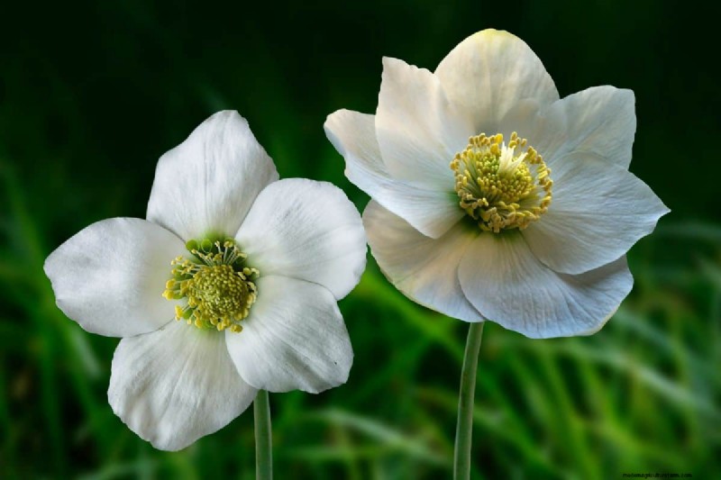 Rechtopstaande Helleborus-variëteiten:een gids voor winterbloei 