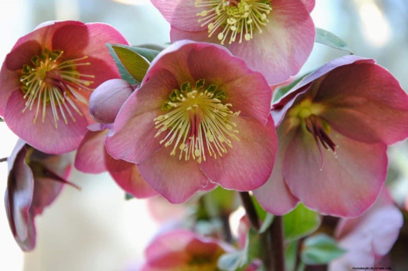 Rechtopstaande Helleborus-variëteiten:een gids voor winterbloei 