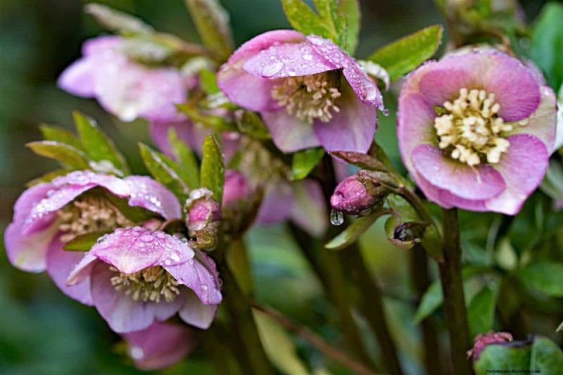 Rechtopstaande Helleborus-variëteiten:een gids voor winterbloei 