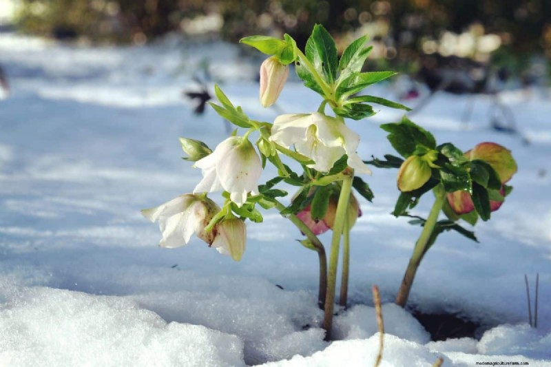 Rechtopstaande Helleborus-variëteiten:een gids voor winterbloei 
