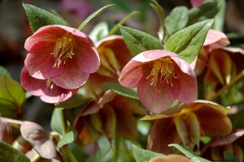 Rechtopstaande Helleborus-variëteiten:een gids voor winterbloei 