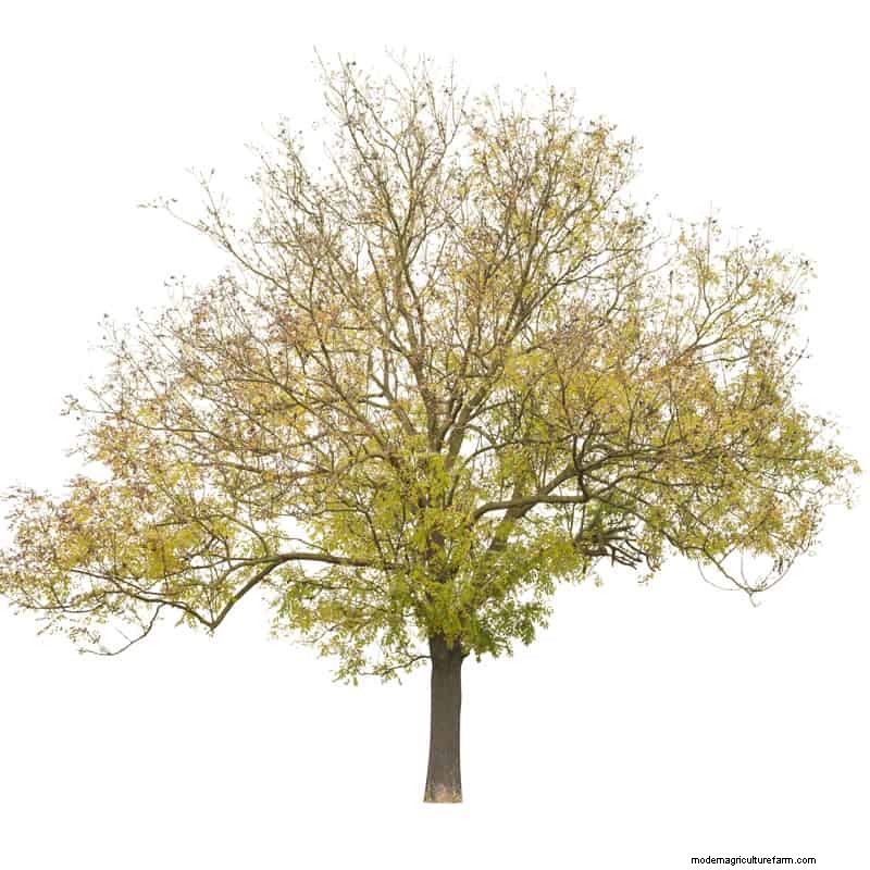 Shademaster vs. Sunburst Honey Locust:Hauptunterschiede und Identifizierung 