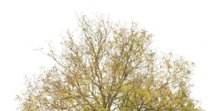 Shademaster vs. Sunburst Honey Locust:Hauptunterschiede und Identifizierung 