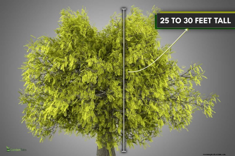 Shademaster vs. Sunburst Honey Locust:Hauptunterschiede und Identifizierung 