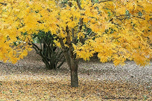 Shademaster vs. Sunburst Honey Locust:Hauptunterschiede und Identifizierung 